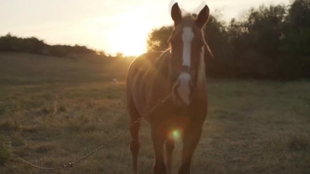 Природа. Животные. Спокойная музыка. смотреть онлайн