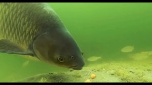 Особенности в ловле Белого Амура. Рыбалка На Белого Амура