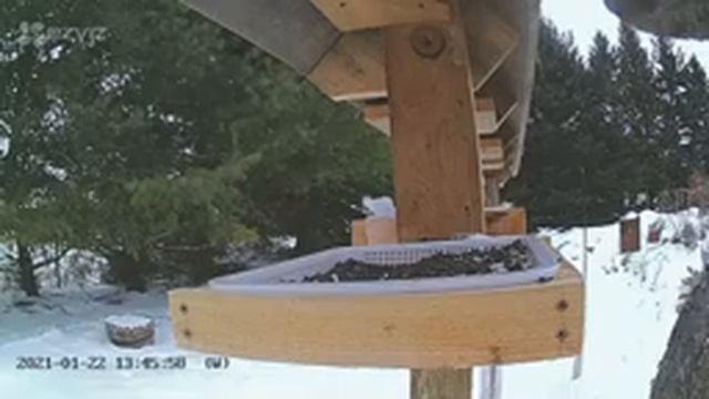 2021 Jan 22: Live stream #1 bird feeding station Ripley, Ontario Canada by AtHomeFriendlyTecGuy смотреть онлайн