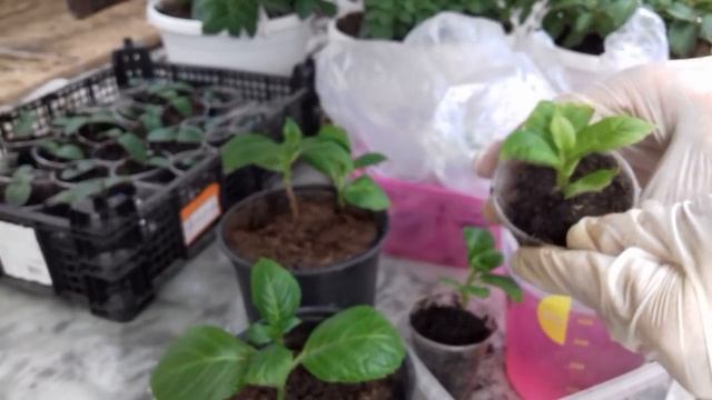 СУПЕР секретный БЫСТРЫЙ способ укоренение гортензии за 2 недели . смотреть онлайн