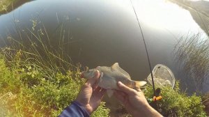 Рыбалка в Крыму! Ловля карпа