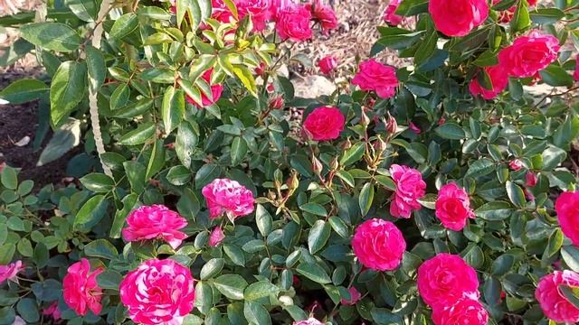 #Elmshorn Самая неприхотливая роза Elmshorn! смотреть онлайн