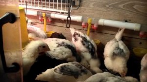 Определяем пол у цыплят породы Пушкинская  Пёстрая .