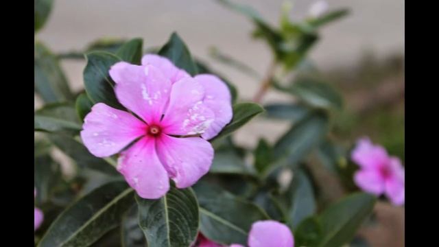 Canon Eos 1100D Photos Test смотреть онлайн