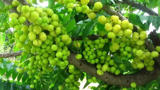 Amla oil for hair- what is it ? and how do you use it? смотреть онлайн