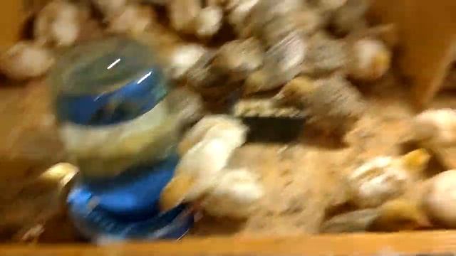 Какая должна быть температура у цыплят перепелов в брудере или в яслях смотреть онлайн