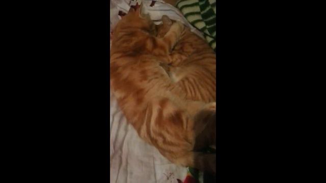 Массаж коту смотреть онлайн