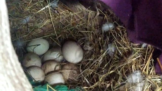 ИСТОРИЯ ОДНОЙ ИНДОУТКИ //ДРУЖБА ИНДОУТКИ И КОЗЫ. смотреть онлайн