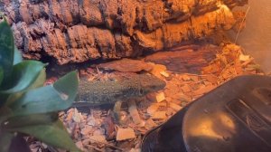 Кормление жемчужной ящерицы/Timon lepidus feeding