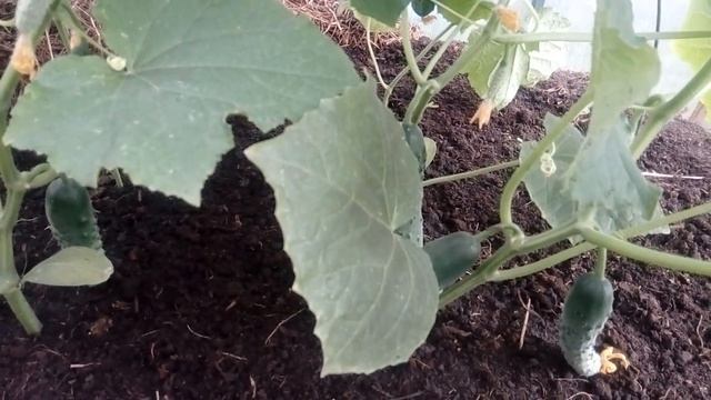 РАННИЕ ОГУРЦЫ и их первая подкормка смотреть онлайн