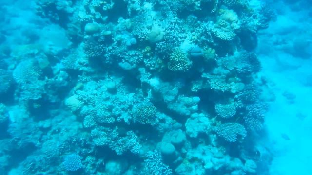 в Шарме......проверка самсунга на водостойкость смотреть онлайн