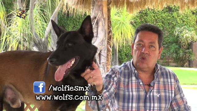 Pastor Belga Malinois