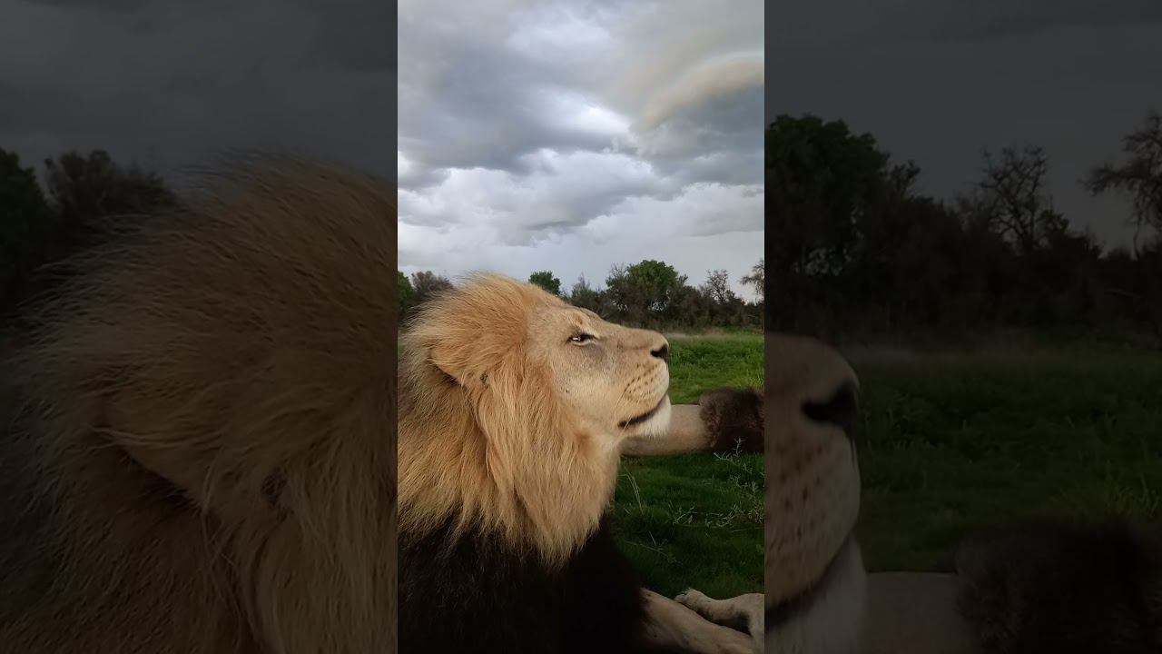 Master of the wind смотреть онлайн