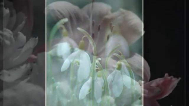 НЕЖНОСТЬ....wmv смотреть онлайн