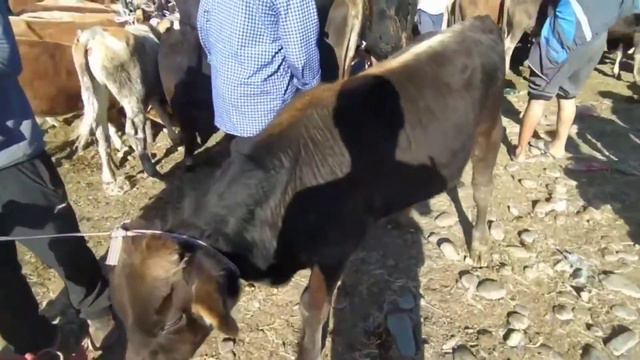 Кунаажын базар Бука базар Торпок базар Сокулук мал базар #уй #кунаажын #бука #торпок смотреть онлайн
