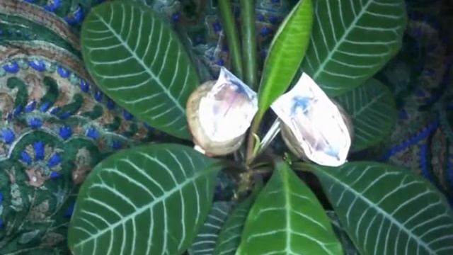 Окружающий мир Охрана природы смотреть онлайн