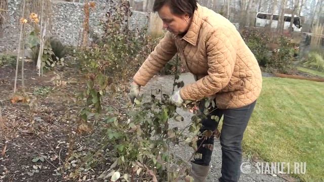 Укрытие роз на зиму - надо ли? смотреть онлайн