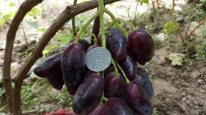 Форма винограда Марлин 13 августа на сеянце  Виноградник Щереденкова В  А