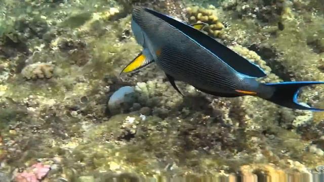 Египет, Красное море. Рыба хирург смотреть онлайн