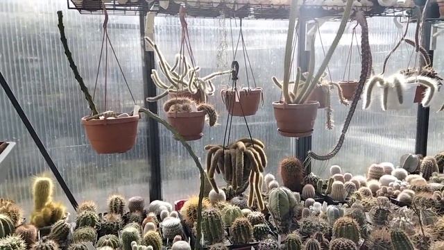 Денежные деревья.Драцена.Помидоры.Тыква.Обзор кактусов. смотреть онлайн