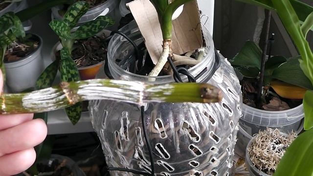 Этот метод посадки деток Дендробиума Нобиле оказался удачным..... смотреть онлайн