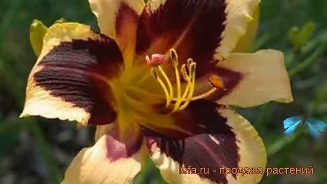 Лилейник гибридный Вайлд Хорсес (hemerocallis) ? обзор: как сажать, рассада лилейника Вайлд Хорсес смотреть онлайн