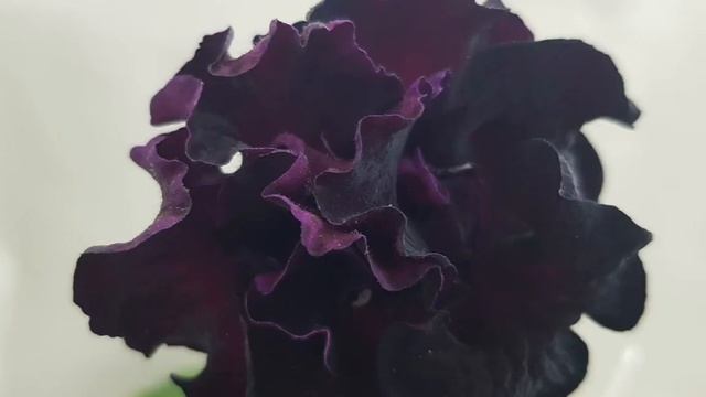 Цветение стрептокарпусов в апреле смотреть онлайн