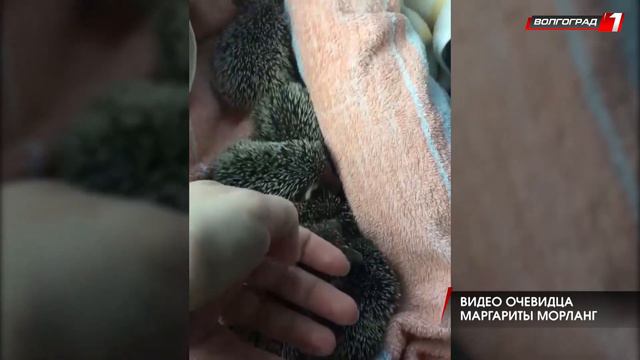 ВОЛГОГРАДСКИЕ ВОЛОНТЕРЫ ПОДОБРАЛИ БРОШЕННЫХ МАМОЙ ЕЖАТ