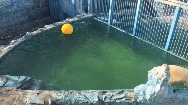 Умка ловит рыбу смотреть онлайн