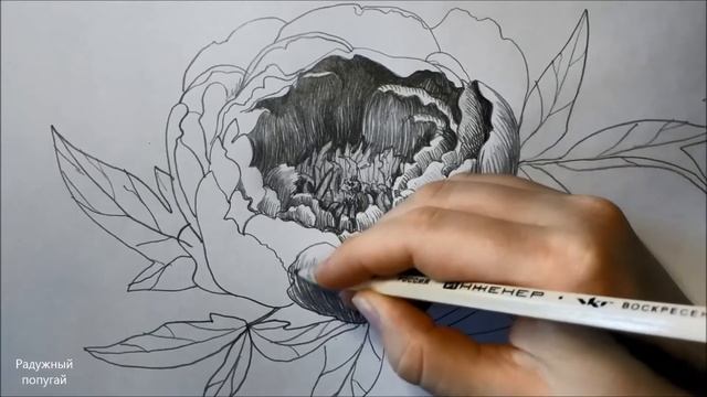 Рисую цветок ПИОН карандашом , процесс рисования пиона карнадашом, SpeedPaint смотреть онлайн