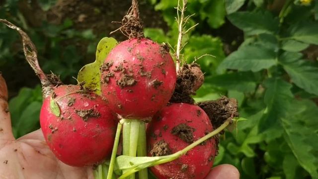 Редис Черриэт. смотреть онлайн