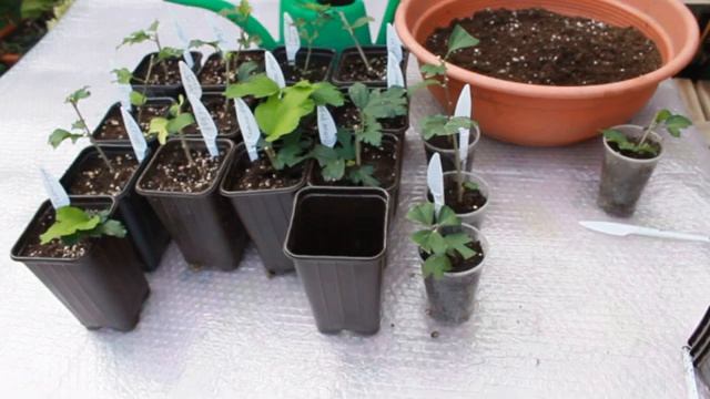 Черенки укоренились. А дальше? Как подготовить их к зимовке. Где зимуют укорененные черенки. смотреть онлайн