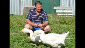 Гуси Шаповалова Игоря. Экспедиция по гусеводческим хозяйствам №1