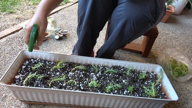 UNBOXING MY ORDER SEDUM ACRE / GOLDMOSS GROUND COVER STONECROP SUCCULENT смотреть онлайн