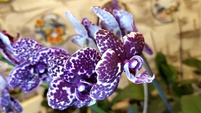 Дневник орхомана за ноябрь 23 года.????? смотреть онлайн