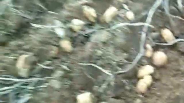 самодельный мотоблок крот выкапываю картошку 2019 смотреть онлайн