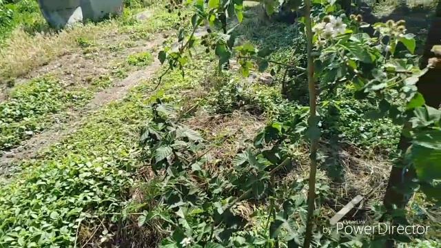 Почему высыхают абрикосы зелёные на дерево? И немного новостей из деревне!