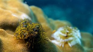 D2U club - Морской червь - Новогодняя ёлка ...