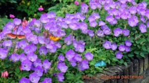 Колокольчик карпатский Блю Клипс (blue clipse) ? обзор: как сажать, рассада колокольчика Блю Клипс