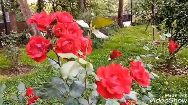 В ЦВЕТУЩЕМ ПАРКЕ! ЛОВИМ РАДОСТЬ И КРАСОТУ ПРИРОДЫ! ???☘?????#природа #парк #весна#музыка