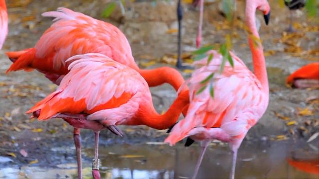 РОЗОВЫЙ ФЛАМИНГО/PINK FLAMINGO/poems смотреть онлайн