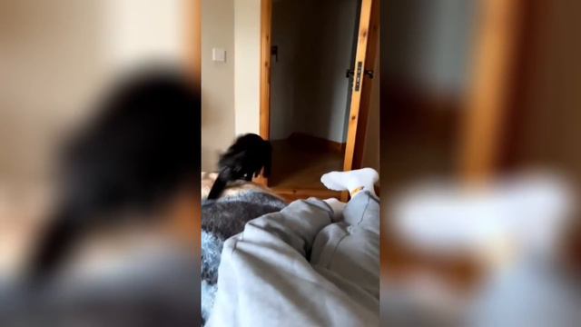 🐾Your 1 Hour Dose Of Hilarious Dogs & Cats 😂🐶🐱