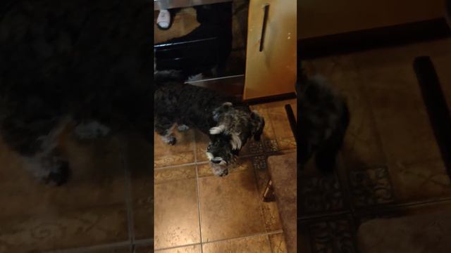 Очередь за колбаской #цвергшнауцер #собакен #собаки #кошка #dog смотреть онлайн