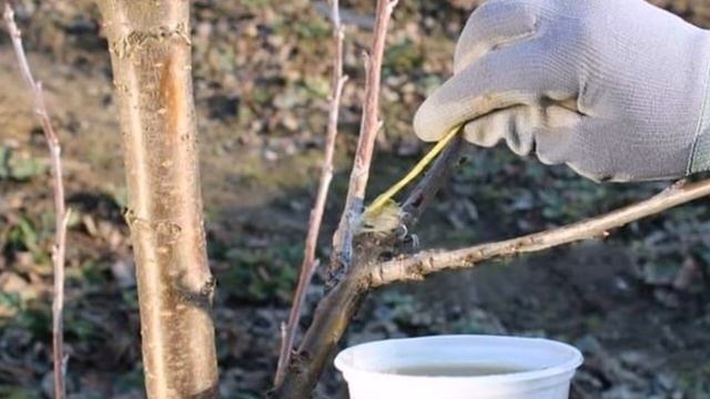 Садовый вар зачем он нужен и как его применять в саду?