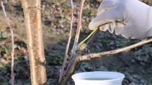 Садовый вар зачем он нужен и как его применять в саду?