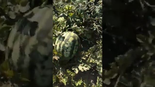 Отзыв бахчевода о гибриде арбуза Юкон F1 (Yukon F1) - плоды достигают веса более 20 кг смотреть онлайн