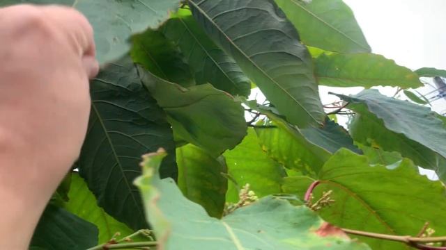 Сахалинская чума! Растение красивое, но неистребимое! смотреть онлайн