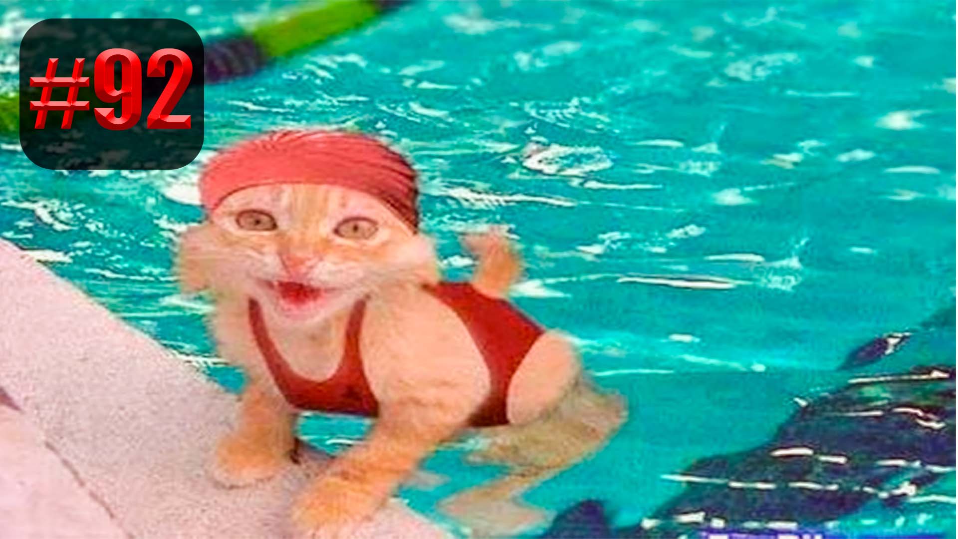 ?? | UNUSUAL MEMES приколы лучшие до слез ?? 2022 Funny cute cats compilation #92 смотреть онлайн