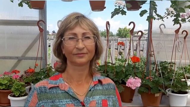 ПЕЛАРГОНИИ! КОЛЛЕКЦИЯ СВЕТЛАНЫ смотреть онлайн