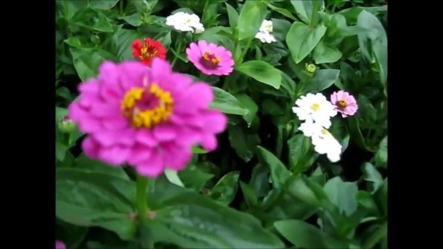 Всем спасибо!Мама в кадре,,Муська выздоравливает,Что за чудо цветок ,размножение роз,ужин смотреть онлайн